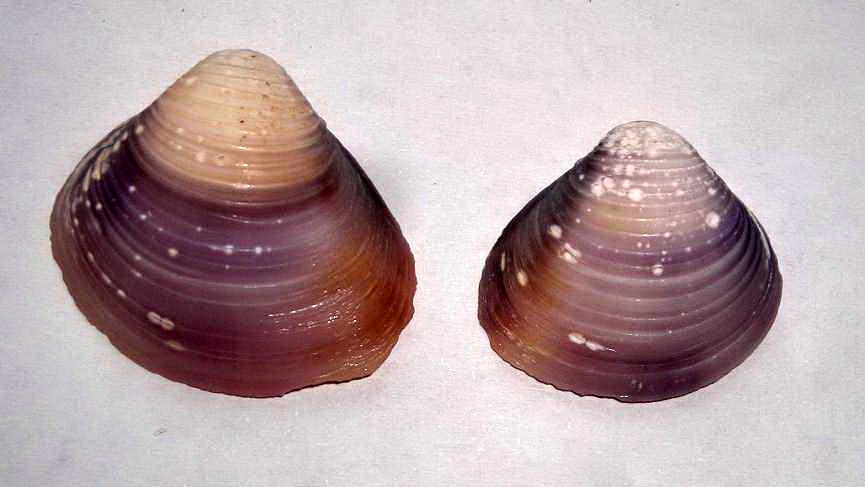 Identificazione molluschi